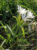 Imagem de Crinum flaccidum Herb.