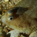 Image of Whiskered sole