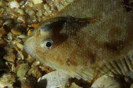 Image of Whiskered sole