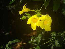 Image of golden trumpet