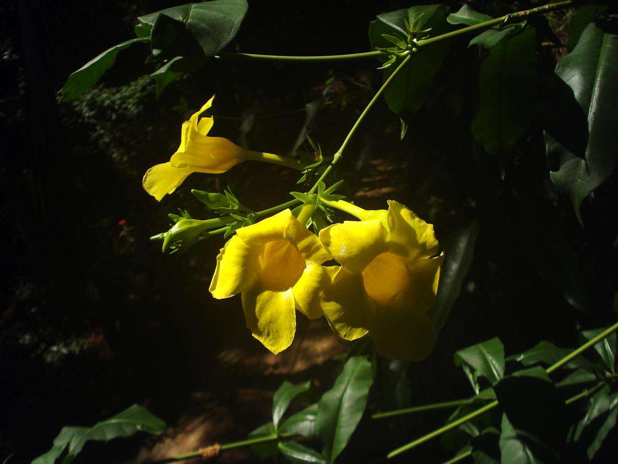 Image of golden trumpet