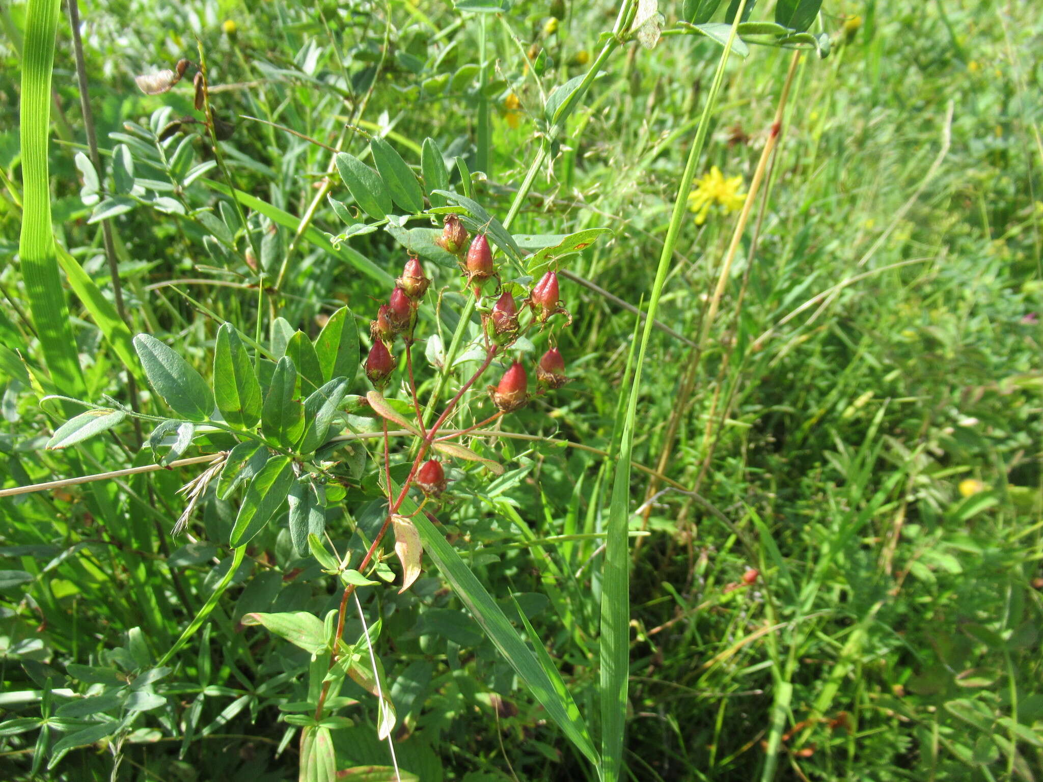 Image of Hypericum attenuatum Fisch. ex Choisy