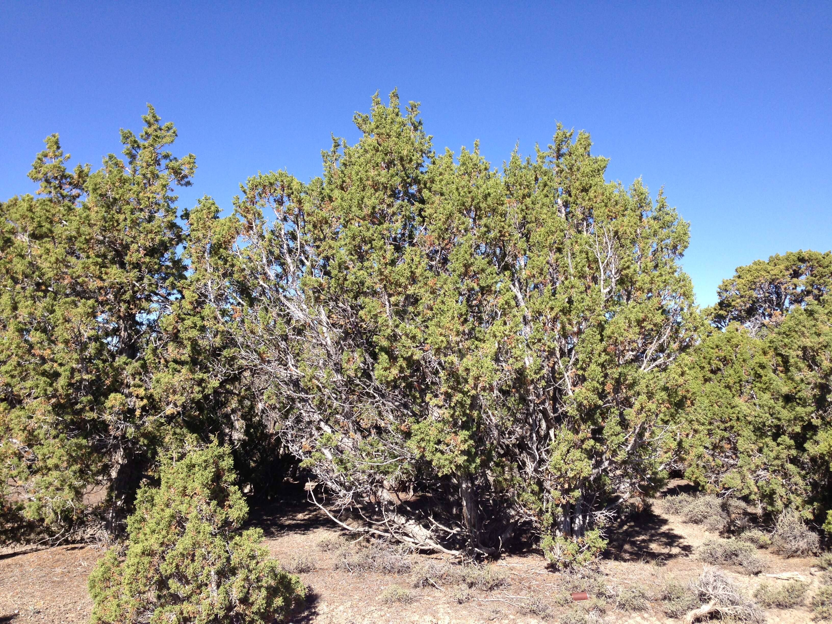 Image of Bigberry Juniper