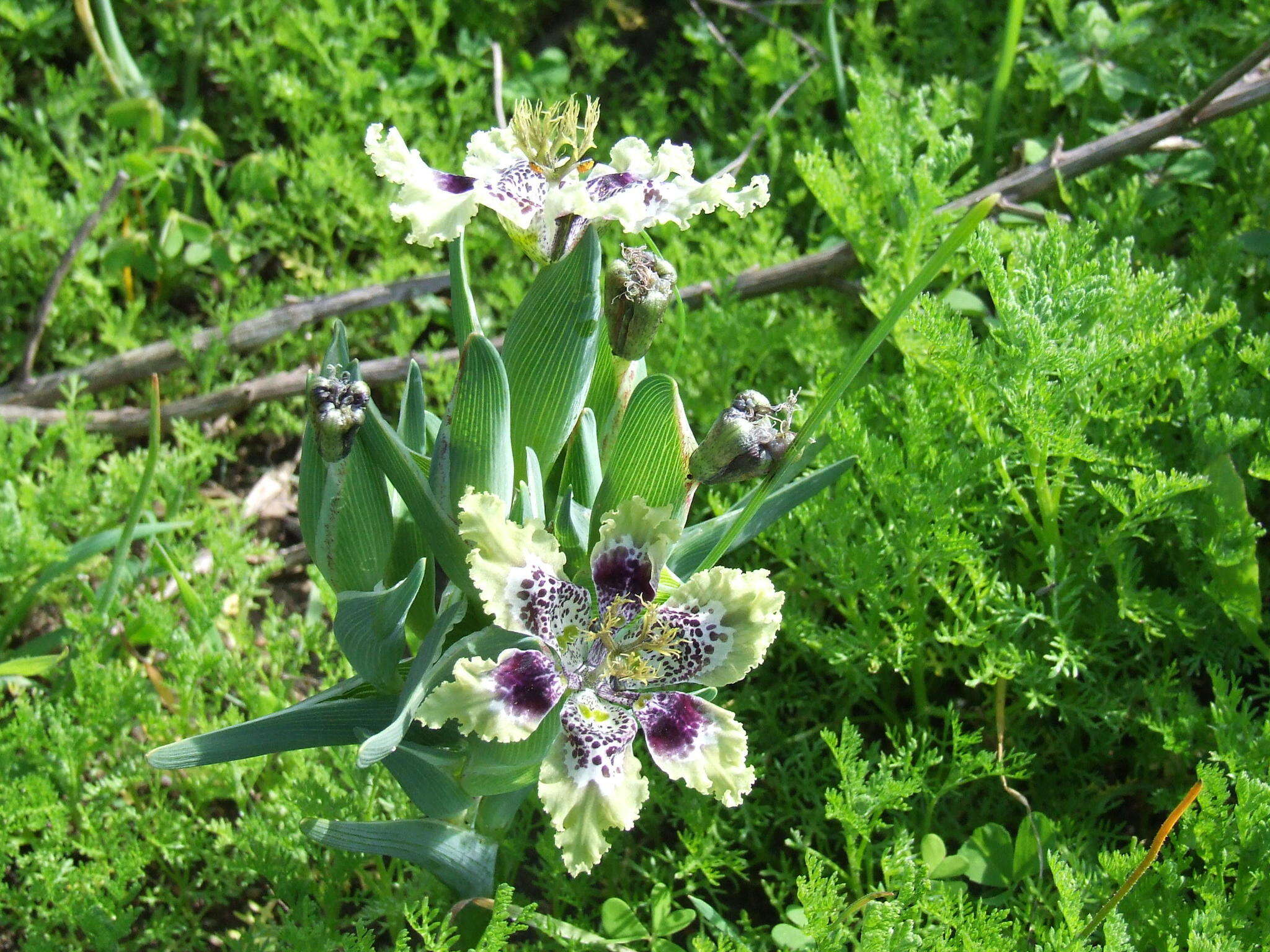 Image of <i>Ferraria densepunctulata</i>