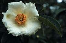 Image of Mountain Camellia