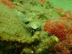 Image of rocky-shore hermit crab