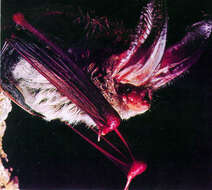 Image of Rafinesque's Big-eared Bat