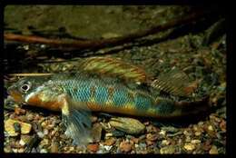 Image of Gilt Darter