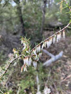 Image of Styphelia fletcheri subsp. fletcheri