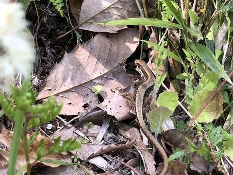 Image of Japanese Grass Lizard