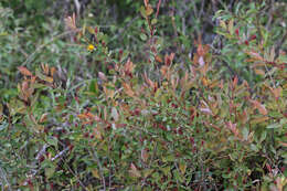 Image of bog willow