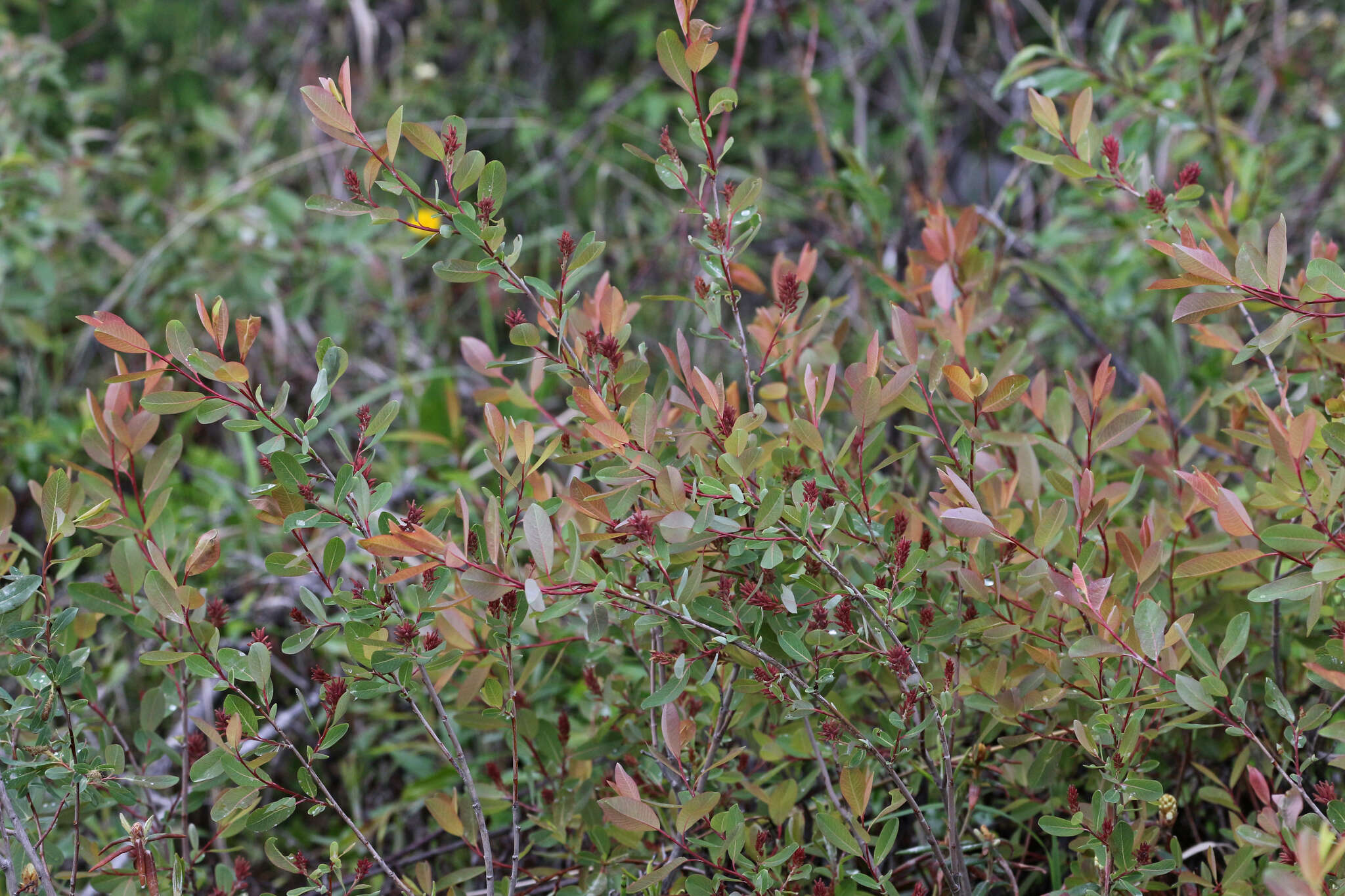 Salix pedicellaris Pursh的圖片