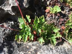 Image of Front Range alumroot