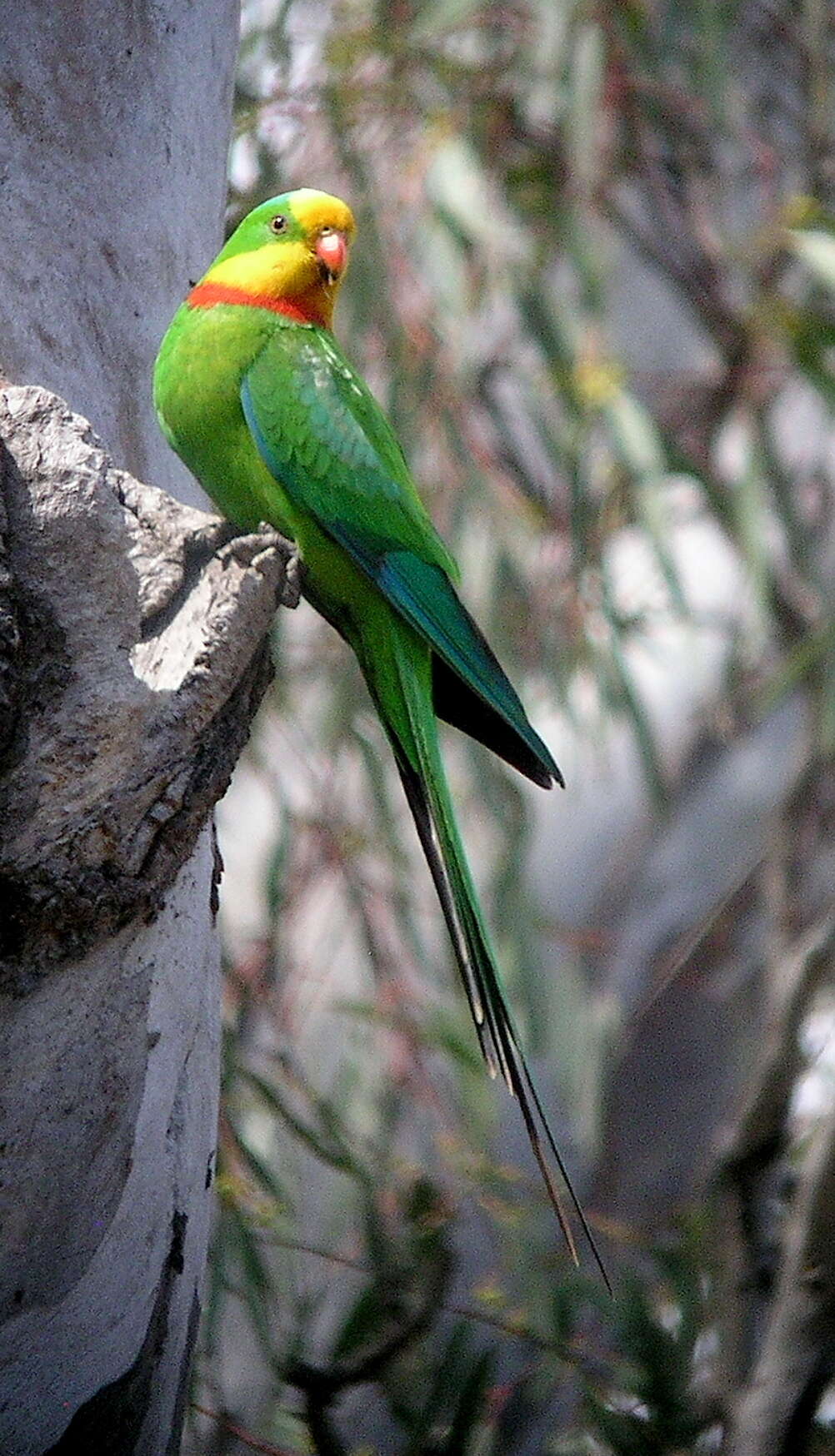 Image of Barraband Parakeet