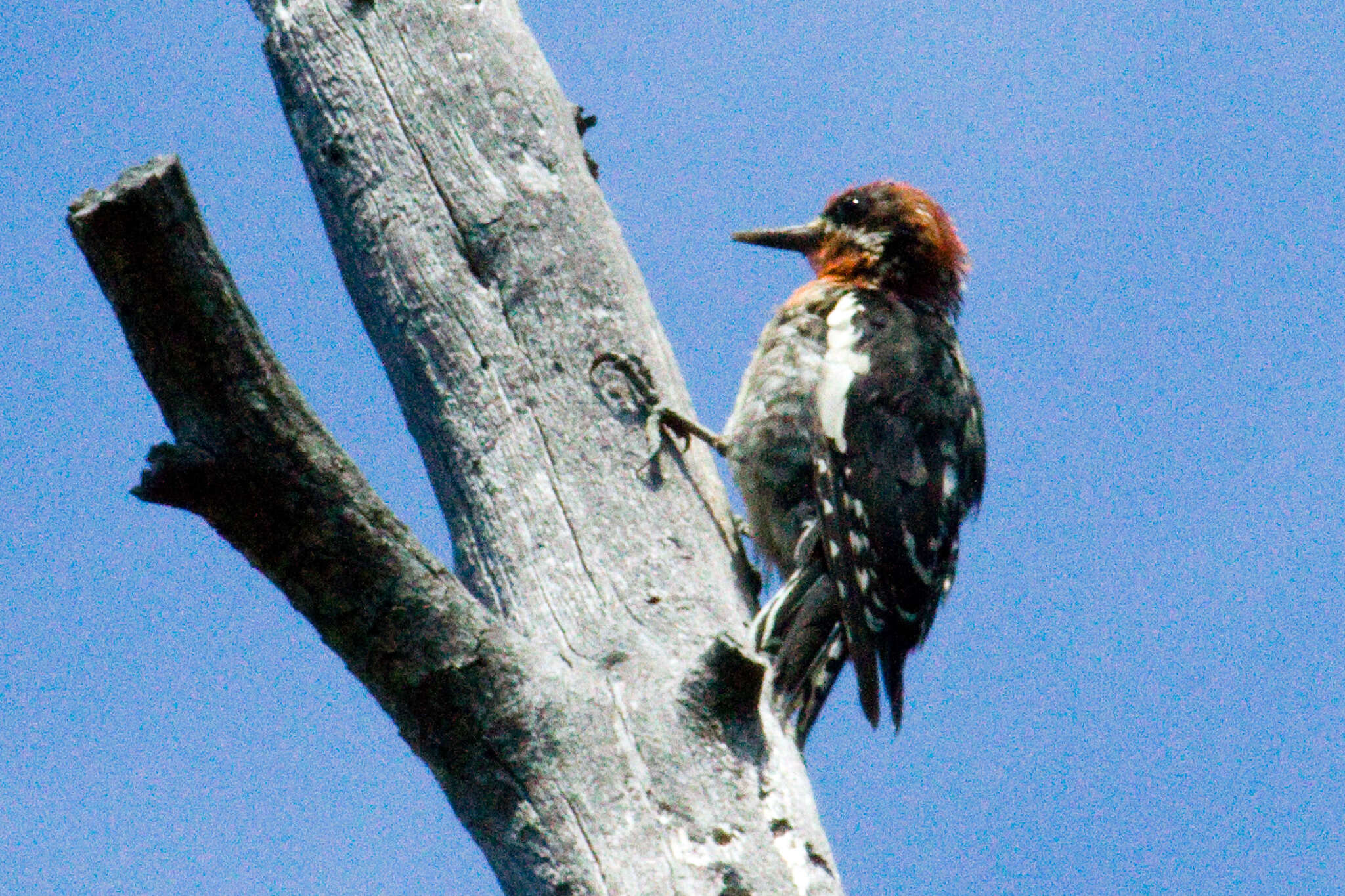 Plancia ëd Sphyrapicus Baird & SF 1858