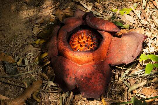 Image of Rafflesia kerrii W. Meijer