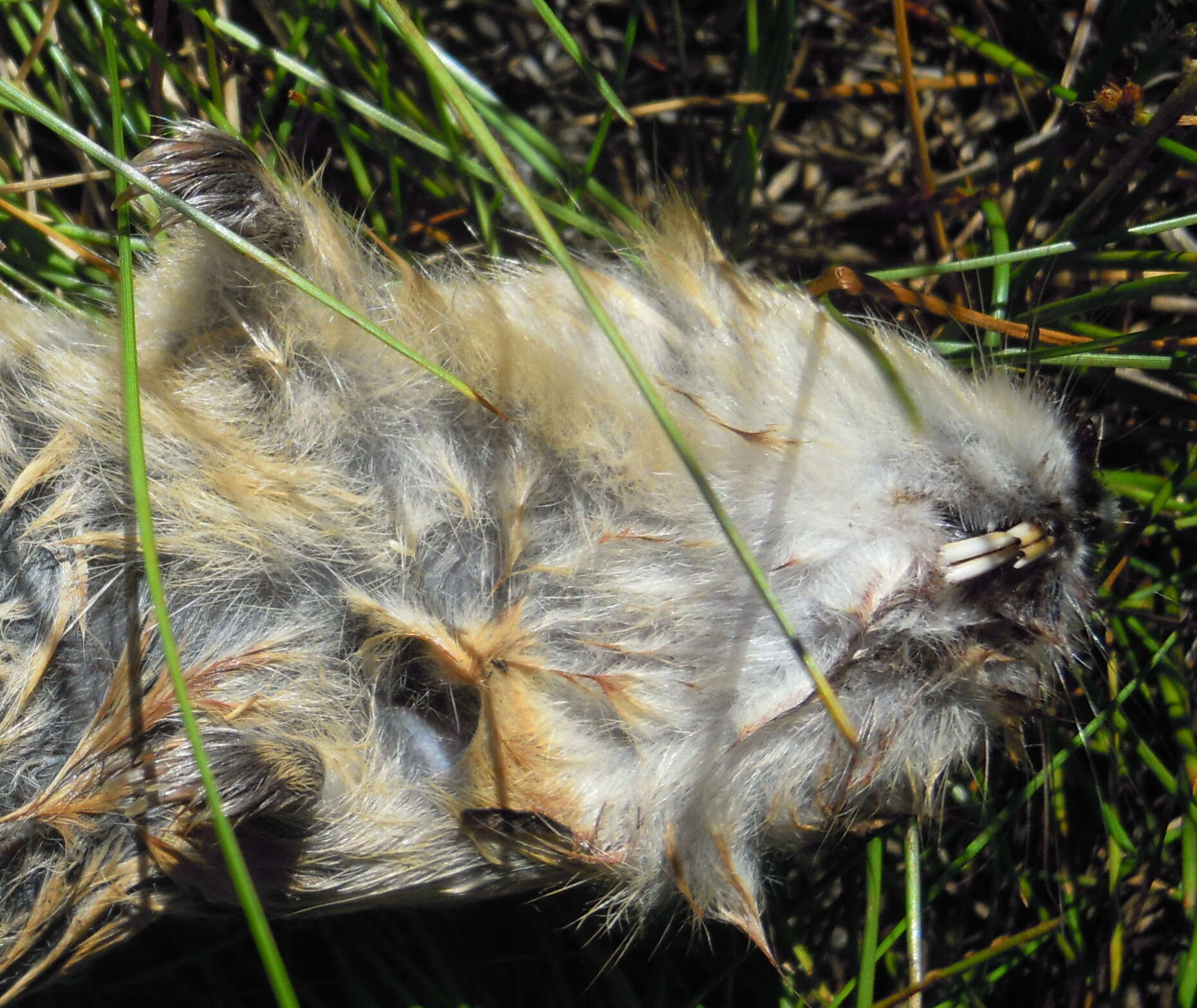 Image of Norway Lemming