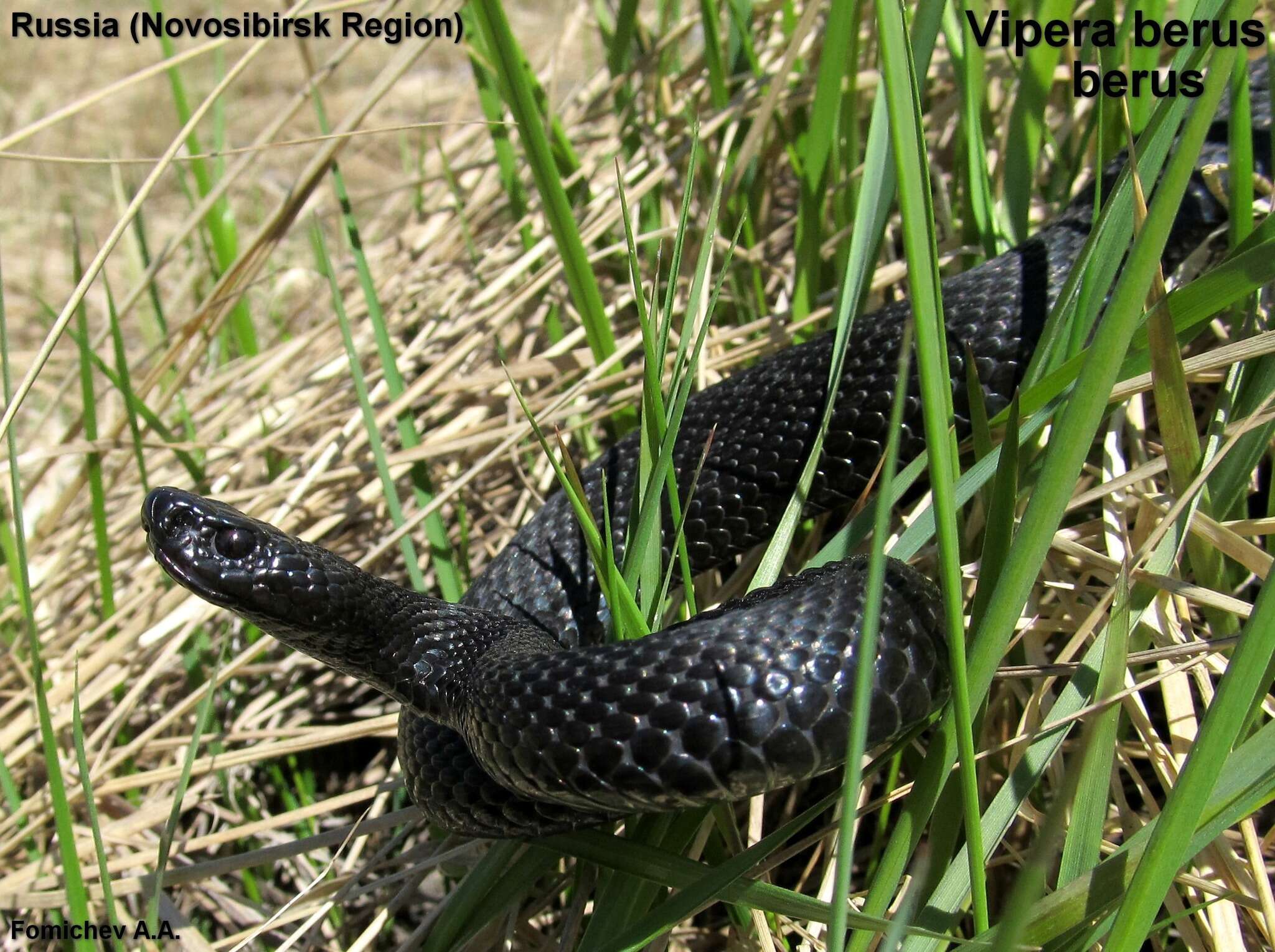 Imagem de Vipera berus (Linnaeus 1758)