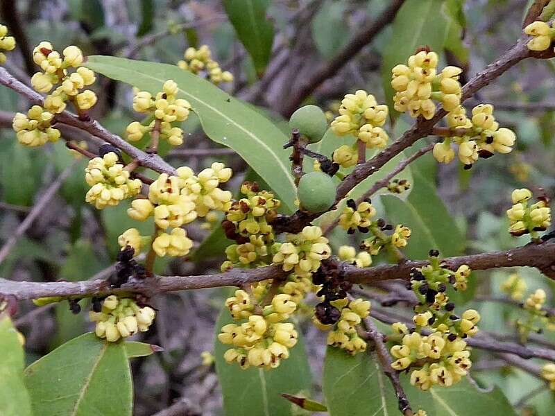 صورة Notelaea venosa F. Muell.