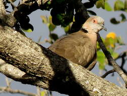 صورة Streptopelia decipiens ambigua (Barboza du Bocage 1881)