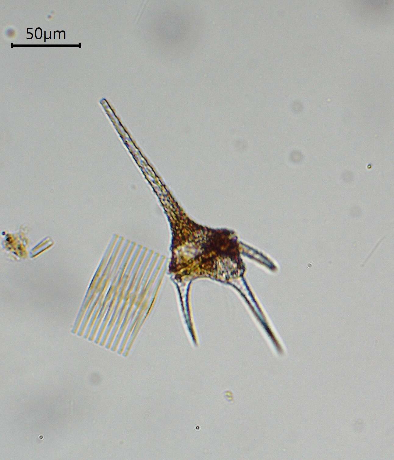 Image of Ceratium hirundinella