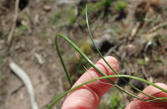 Image of Romulea flava var. viridiflora (Bég.) M. P. de Vos