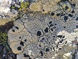 Image of Armenia tephromela lichen