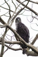 Nisaetus cirrhatus limnaeetus (Horsfield 1821) resmi