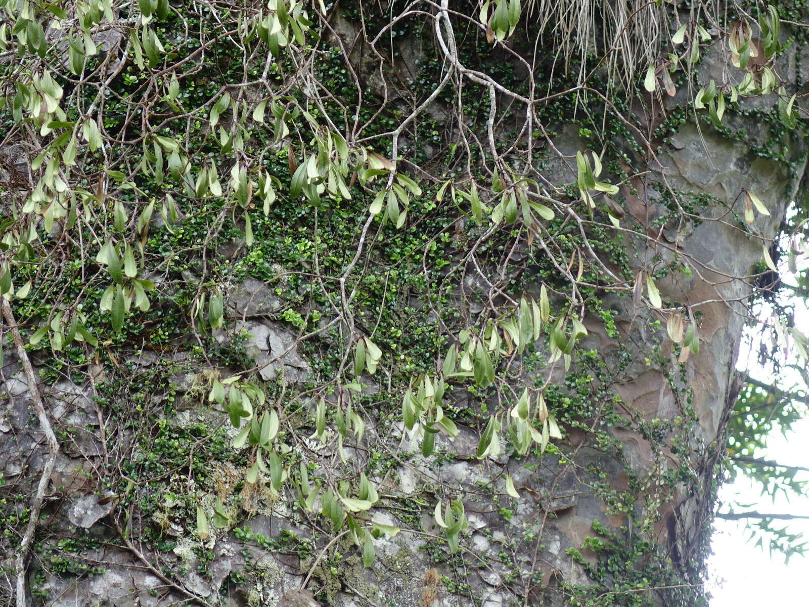 Image of Pittosporum kirkii Hook. fil. ex T. Kirk