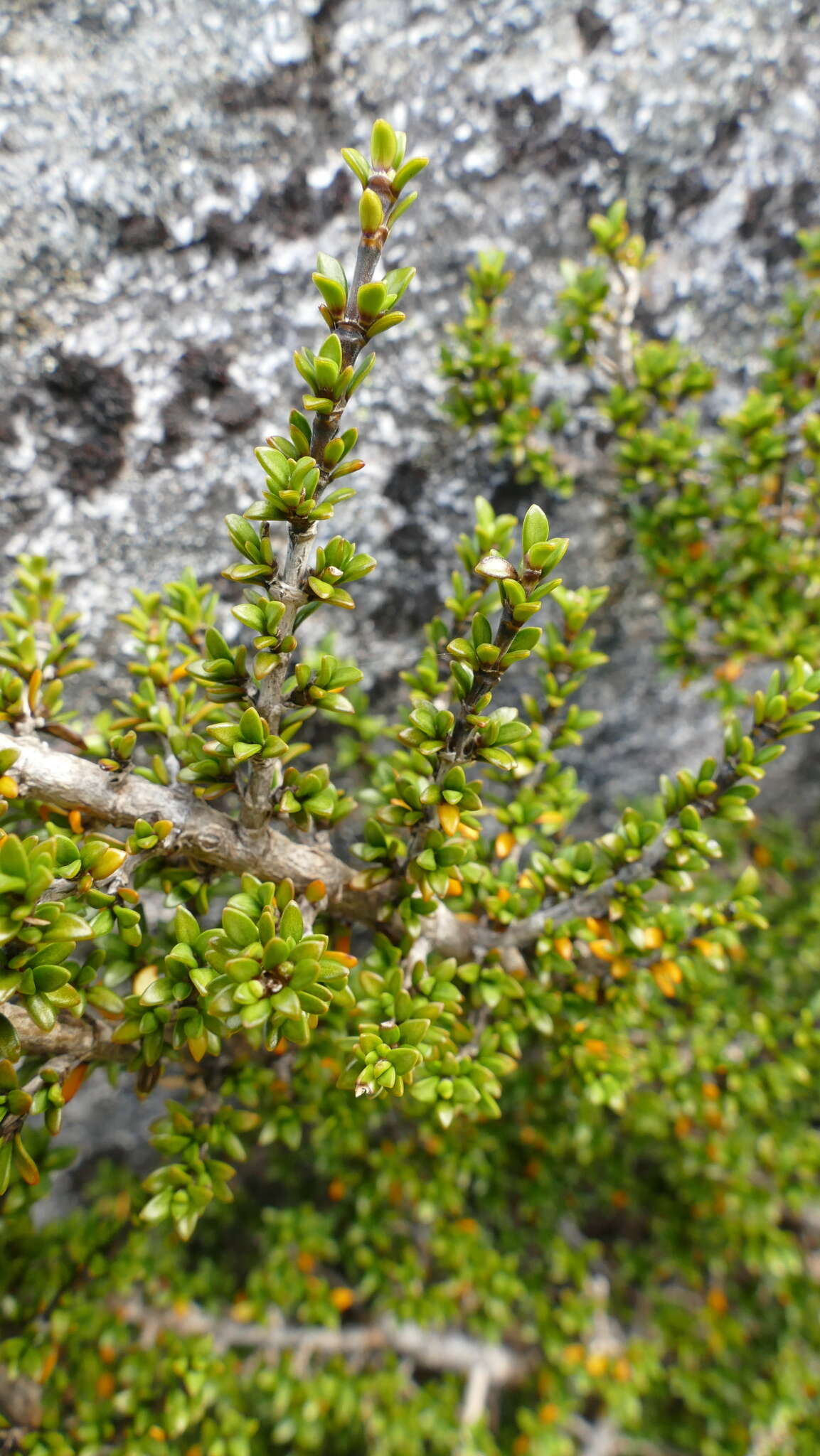 Imagem de Coprosma fowerakeri D. A. Norton & de Lange