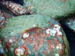 Image of Gunther's wrasse