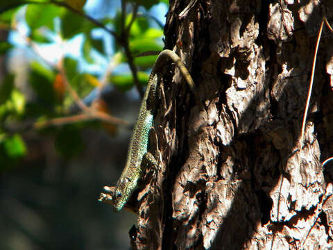 Image of Anatolian Rock Lizard