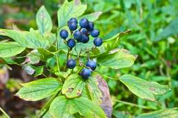 Image of blue cohosh