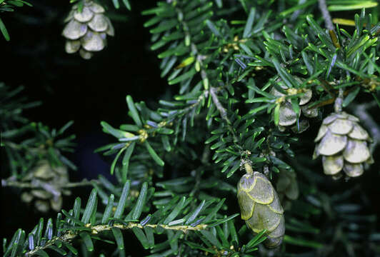 Image of eastern hemlock