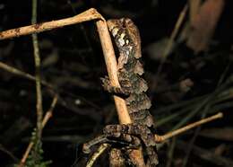 Image of Wied's Fathead Anole