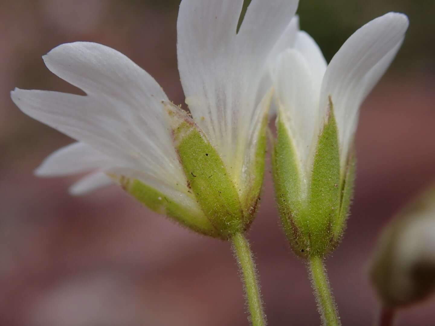 Imagem de Cerastium arvense subsp. strictum (L.) Gaudin