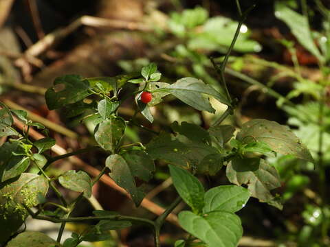 Image of Tubocapsicum anomalum (Franch. & Savat.) Makino