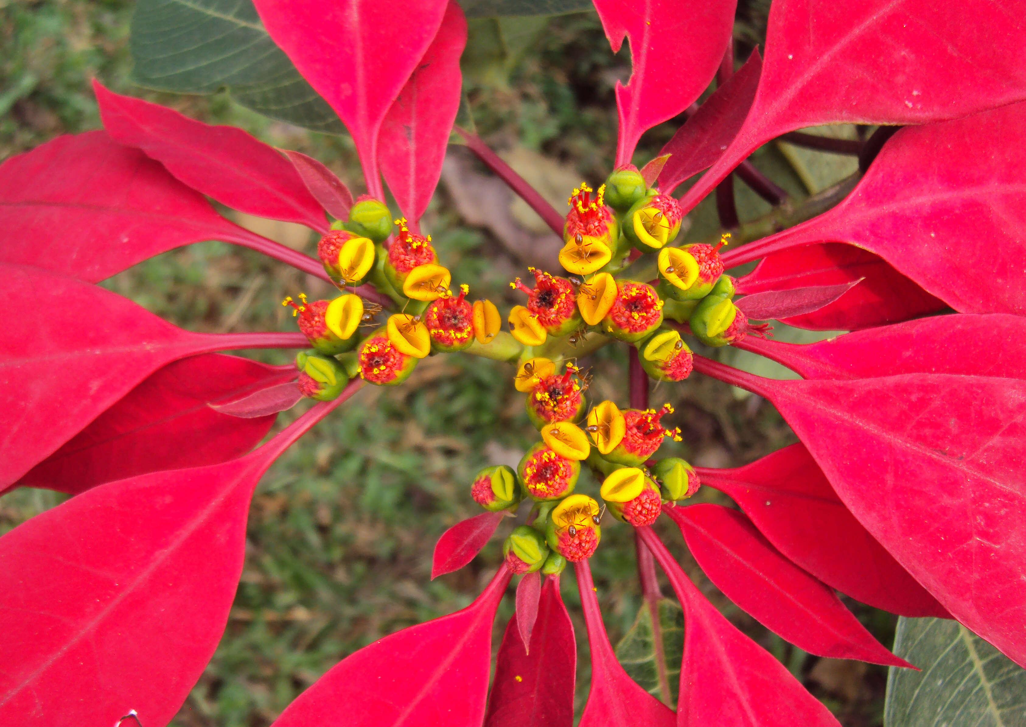 Image of poinsettia