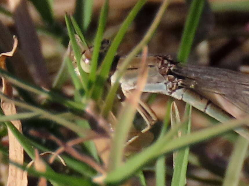 Image of Pseudagrion vaalense Chutter 1962