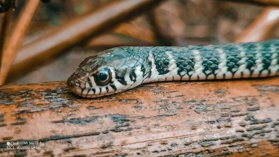 Image of Xenochrophis bellulus (Stoliczka 1871)