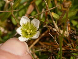 Image of Gentianella limoselloides (Kunth) Fabris