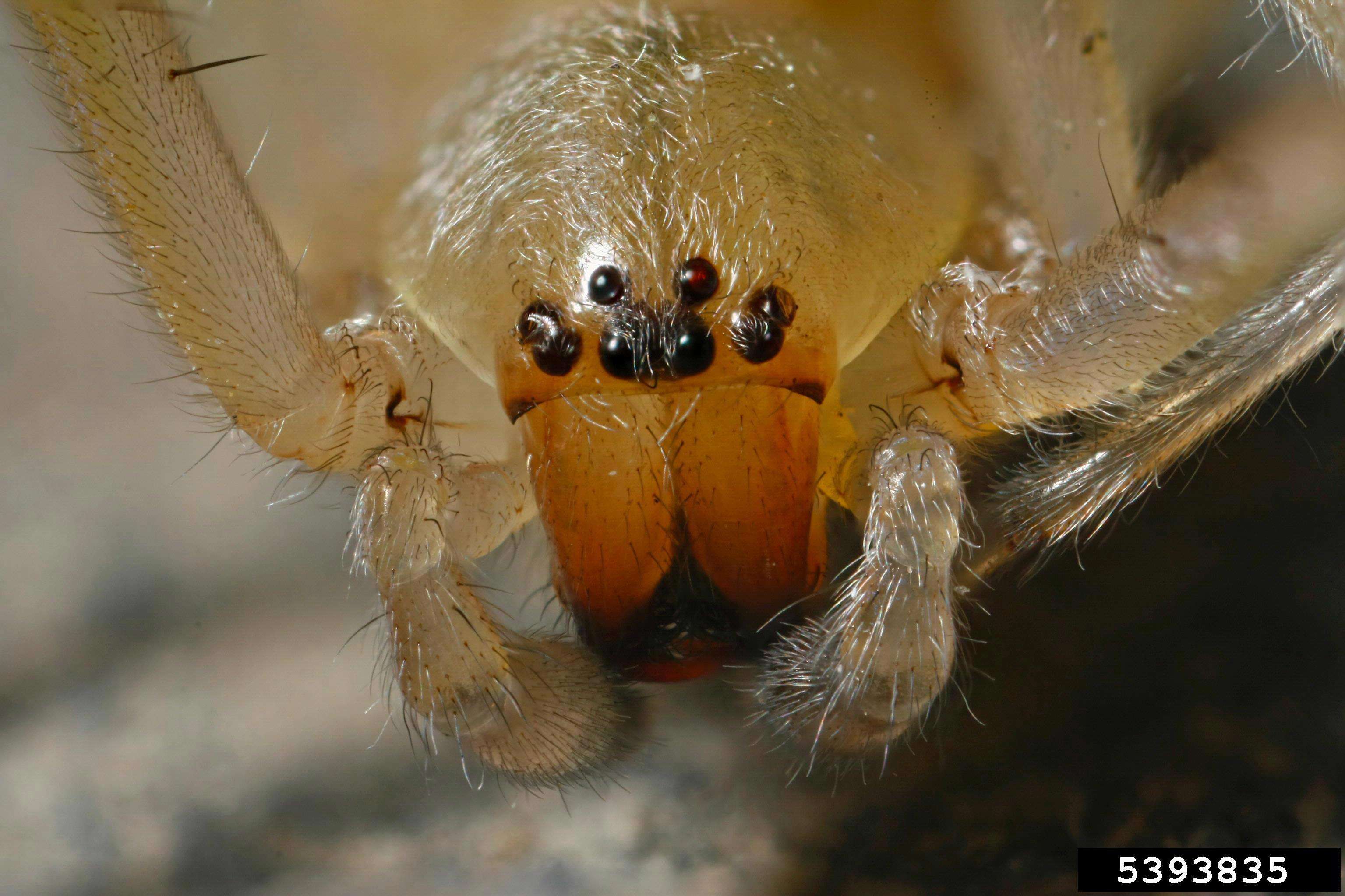 Слика од Cheiracanthium inclusum (Hentz 1847)