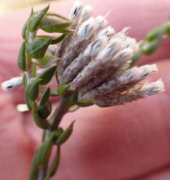 Image of Pretty Blombush