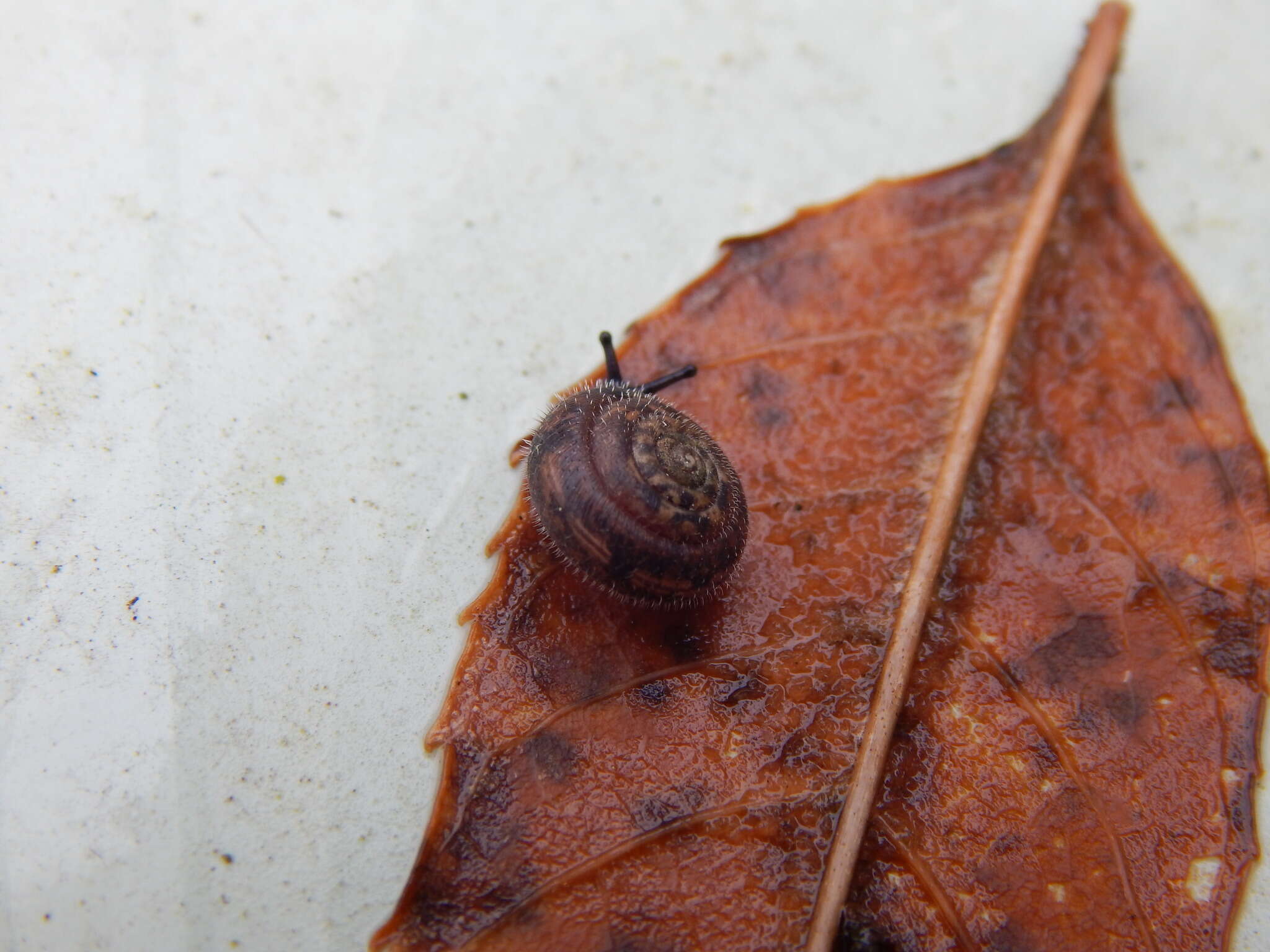 Image of mask snail