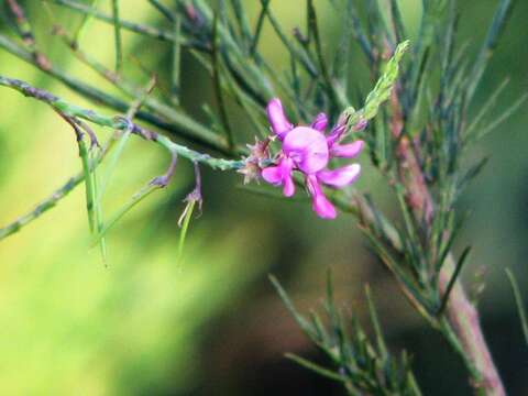 Plancia ëd Indigofera filifolia Thunb.