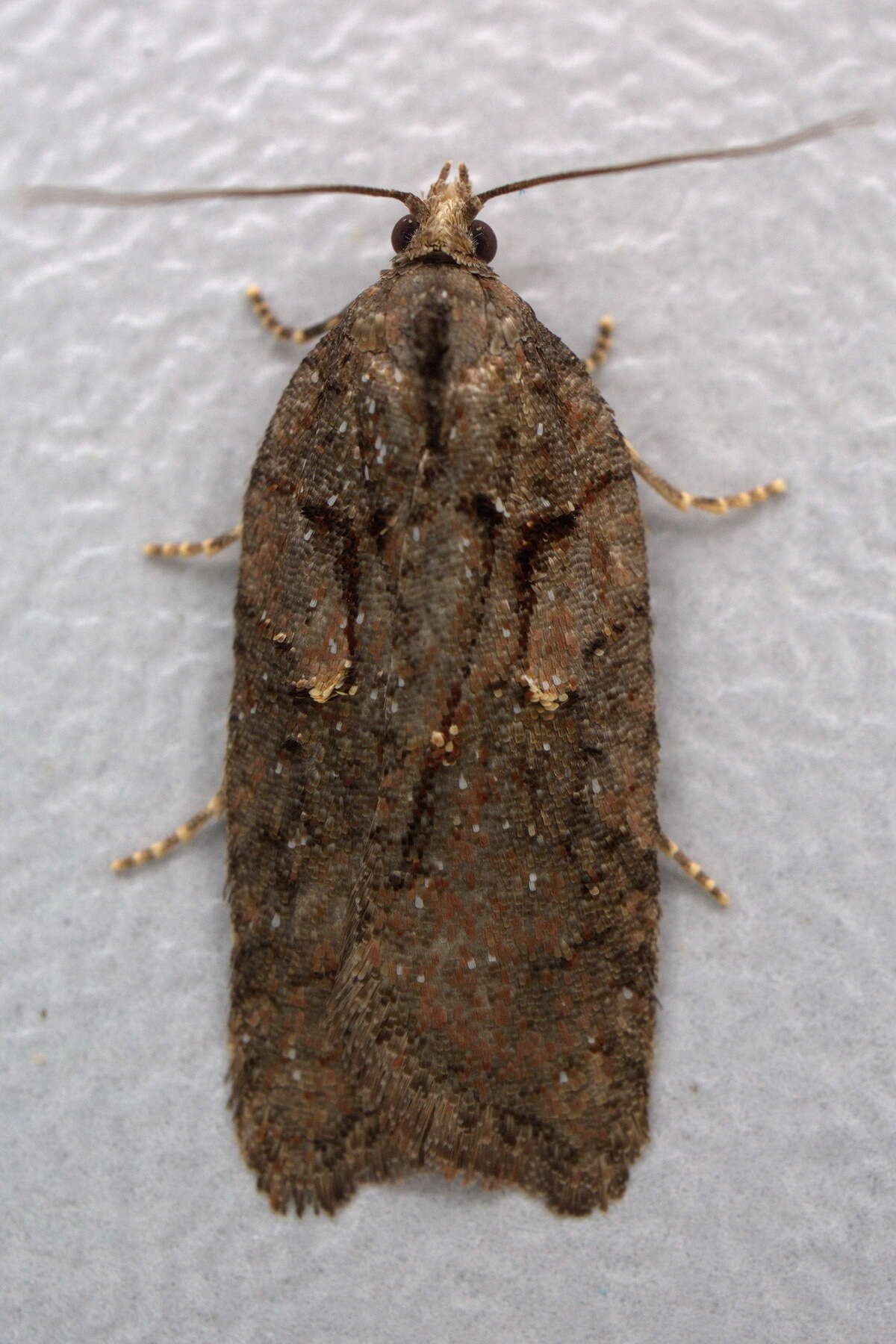 Image of Acleris abietana Hübner 1823