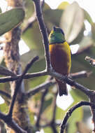 Image of Chestnut-breasted Chlorophonia
