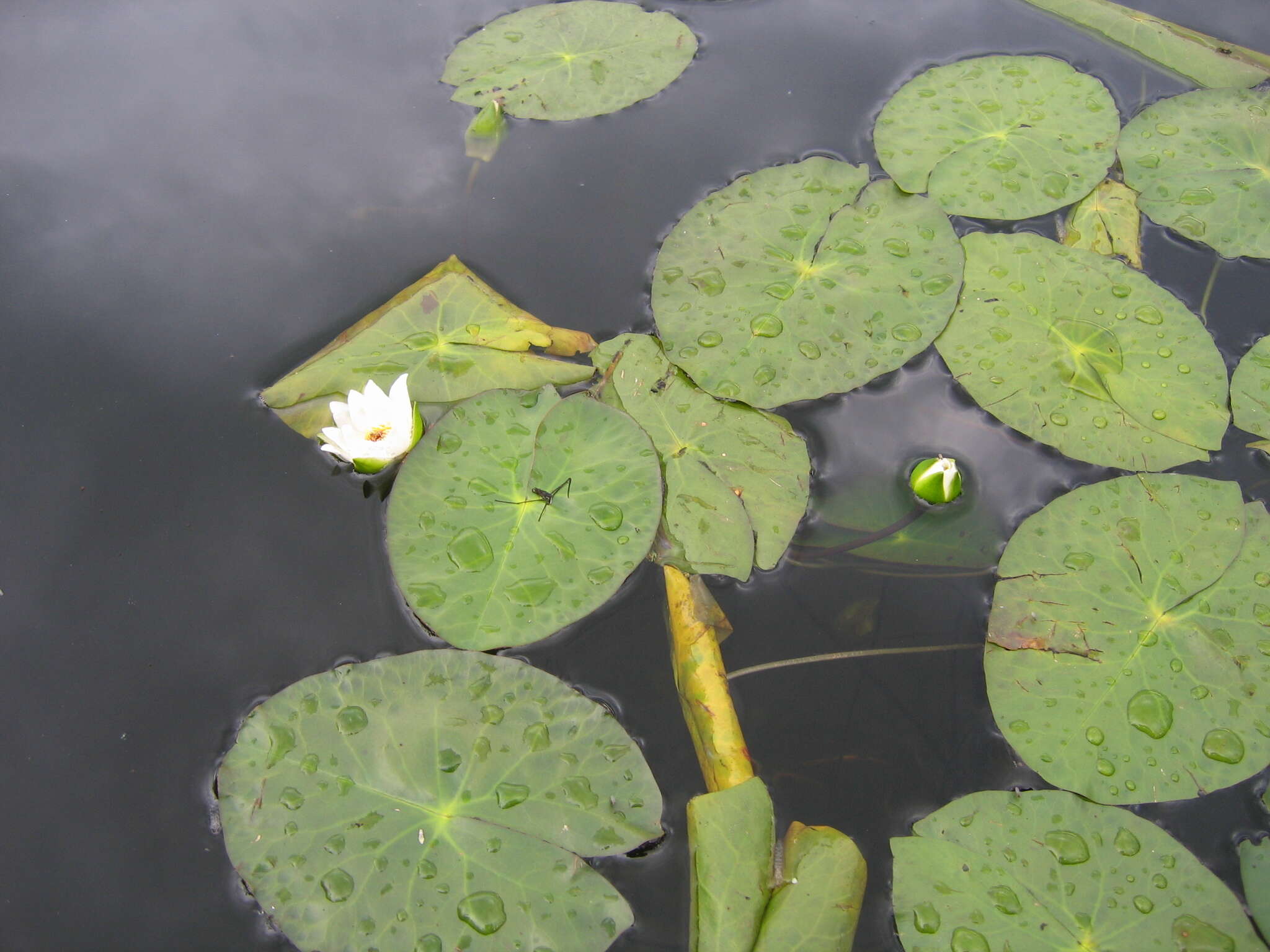 Image de Nymphaea tetragona Georgi