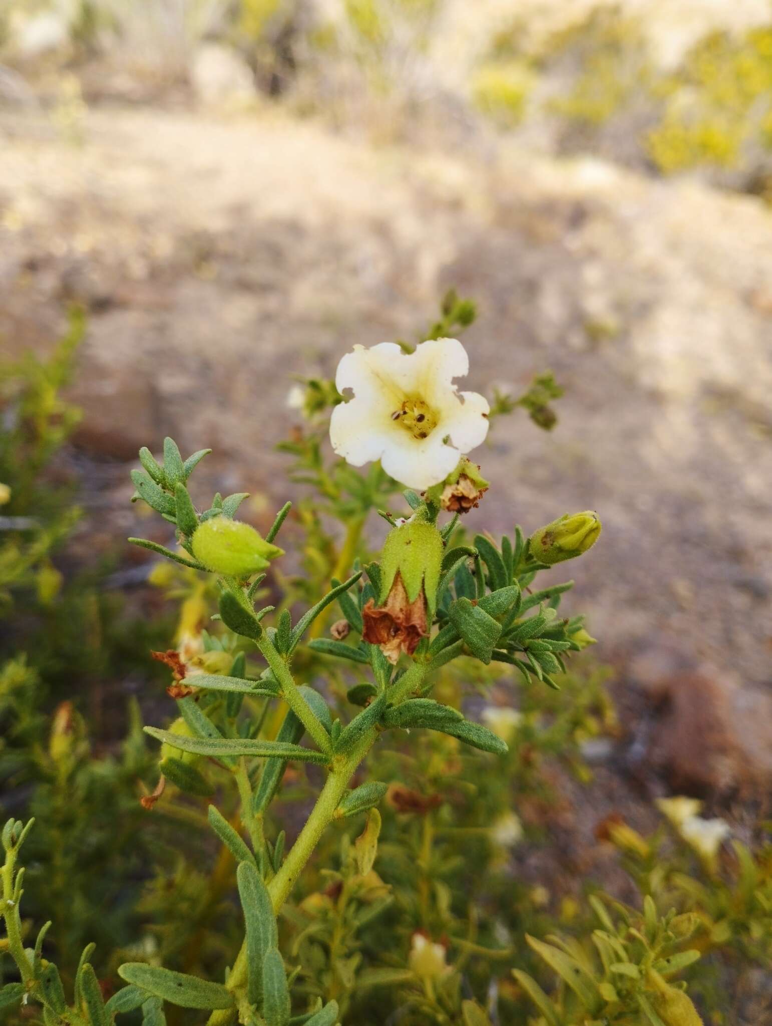 Image de Lycium bridgesii (Miers) R. A. Levin, Jill S. Mill. & G. Bernardello