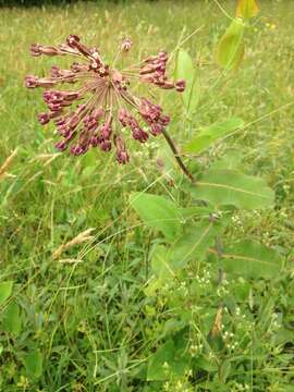 Imagem de Asclepias amplexicaulis Sm.